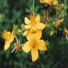 St. Johns Wort Extract Powder